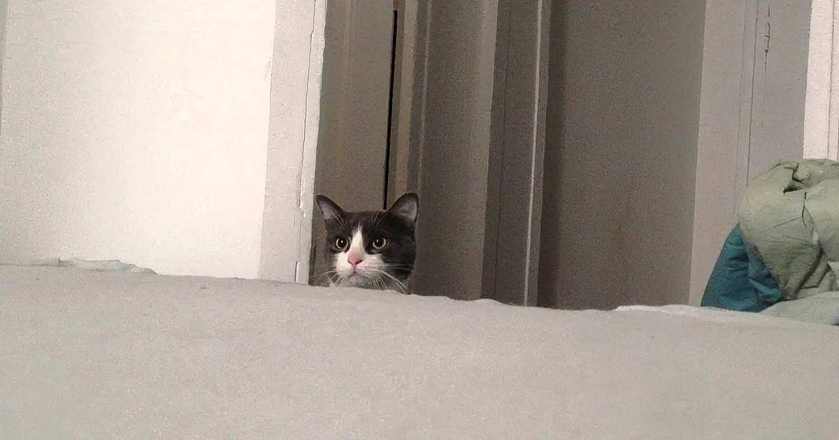 Mommy Resting on Bed When Suddenly a Cat Head Pops up. I Laughed at What Happened Next.