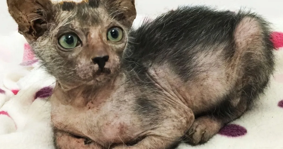 A hairless cat with green eyes and a wrinkled face lies on a white blanket with pink polka dots.