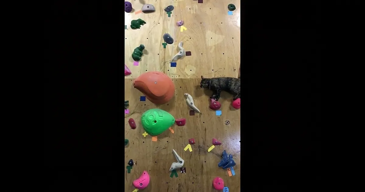 Tortie Kitten Walks Into Japanese Climbing Gym. I Was Impressed by What She Did.