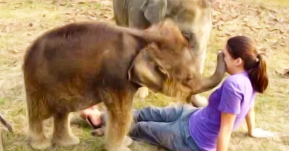 Elephant Calf Puzzled by Mystery of Missing Nose. What She Did Next Had Me Rolling in Laughter!