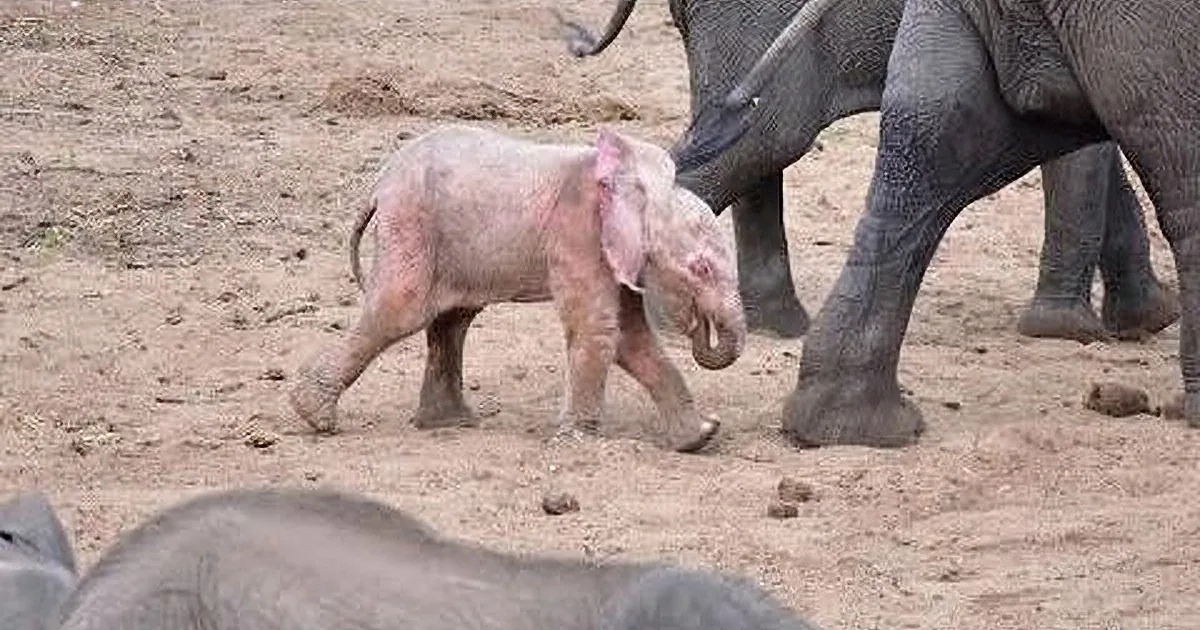 A baby elephant walks on sandy ground near an adult elephant, with its trunk visible in the background.