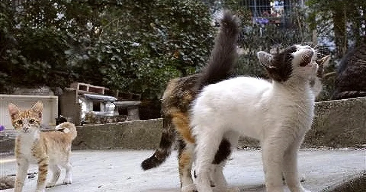 Alley Cats Depose Emperors and Rule Over Adoring Public. Now I've Seen Everything!!!