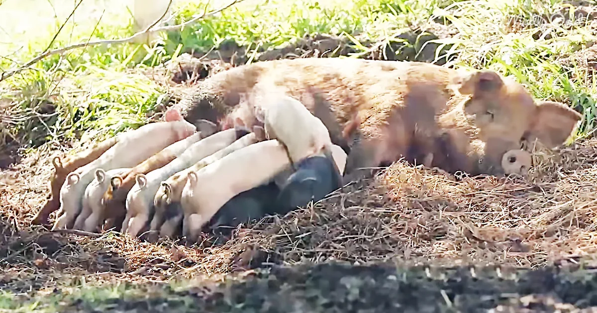 A sow and piglets are nursing in a grassy, sunlit area.