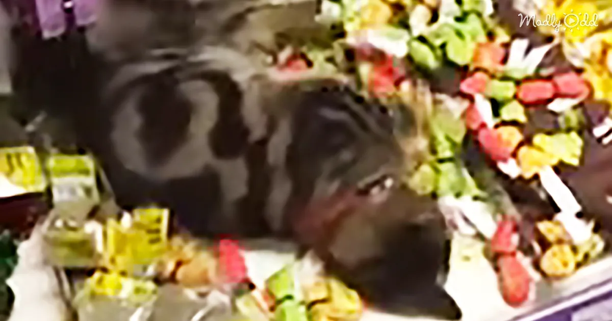 Cat Sneaks Into Pet Store. I Was Laughing so Hard at What He Did There Next
