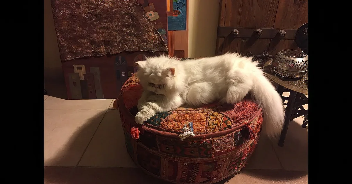 Starving, Matted Persian Cat Found in Qatar. I Was Amazed at Her Transformation.