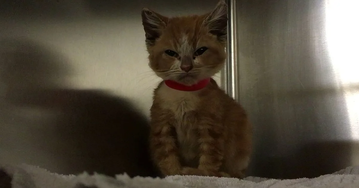 A small orange kitten wearing a red collar sits on a white surface, looking directly at the camera.