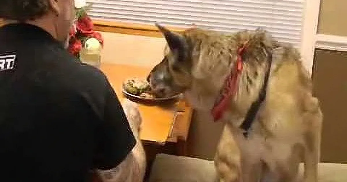 A donkey wearing a red bandana stands on a table, eating from a plate, while a person in a black shirt watches.