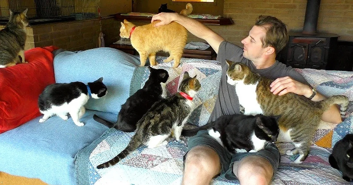 Man Walks Into Cat Sanctuary. I Nearly Fell Over When I Saw How Many There Were.