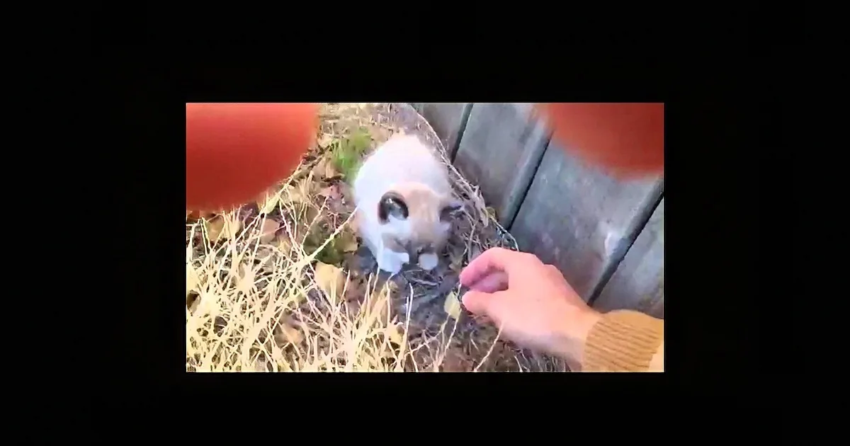 Man Hears a Noise Outside His Workplace. I Was Stunned at What He Found.