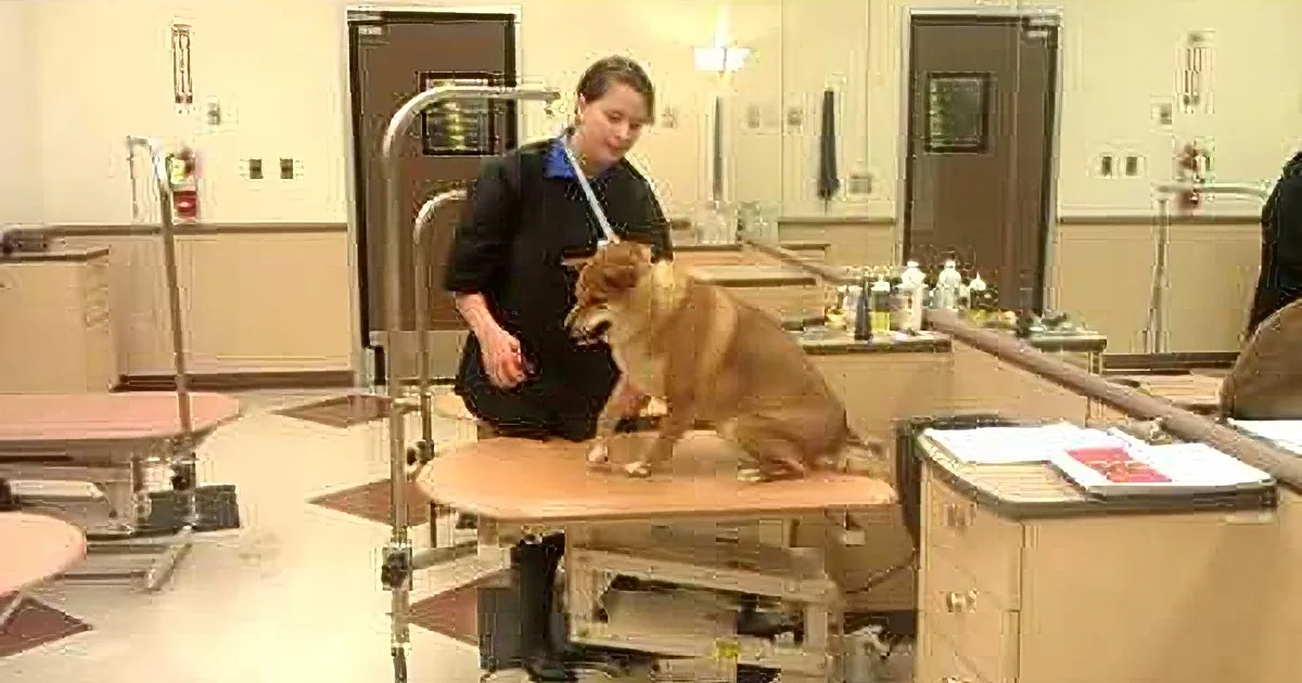 A dog sits on a veterinary examination table while a person stands beside it.