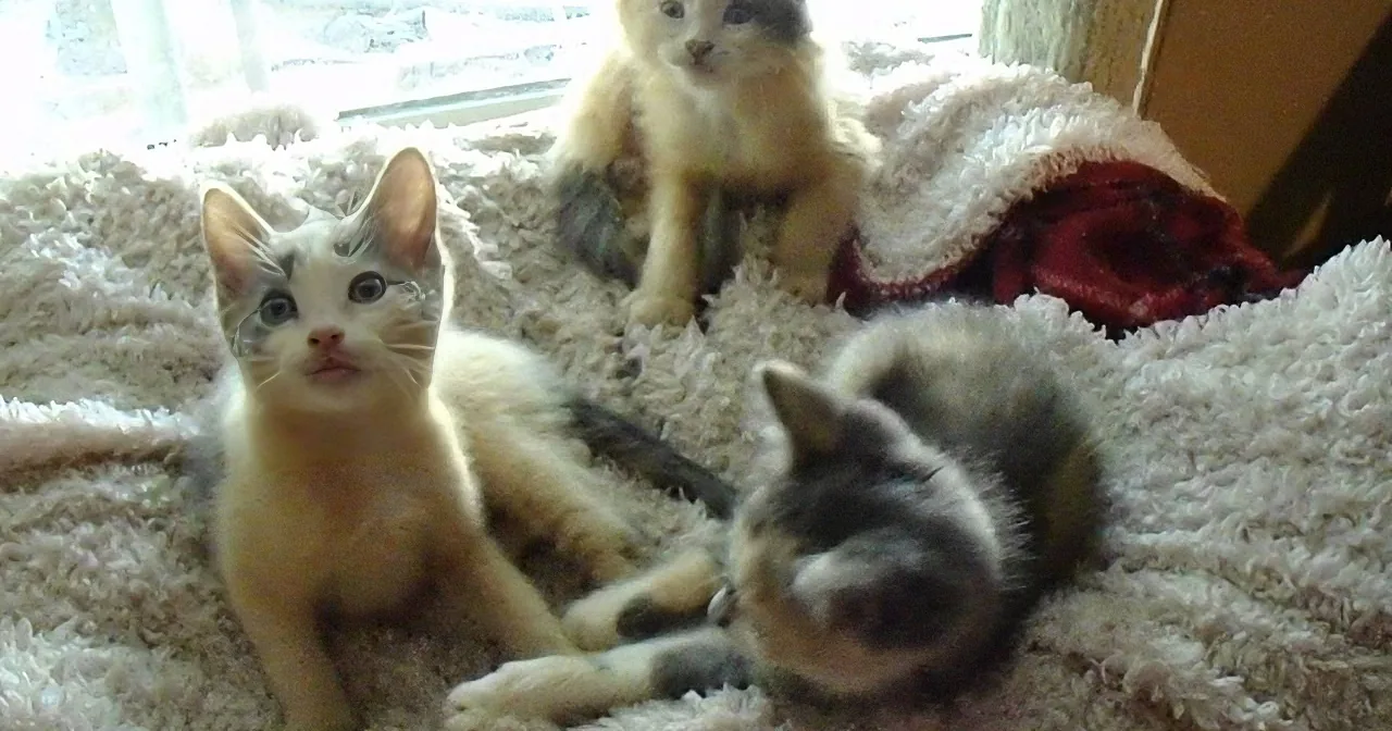 Astronomically Improbable Litter Gives Us 5 Miracles. Oddest Part? the Devil''s in the Details.
