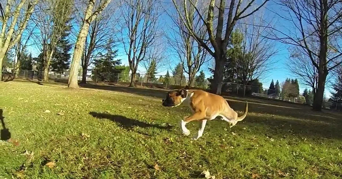A brown dog runs across a grassy park with fallen leaves, trees, and a clear blue sky in the background.