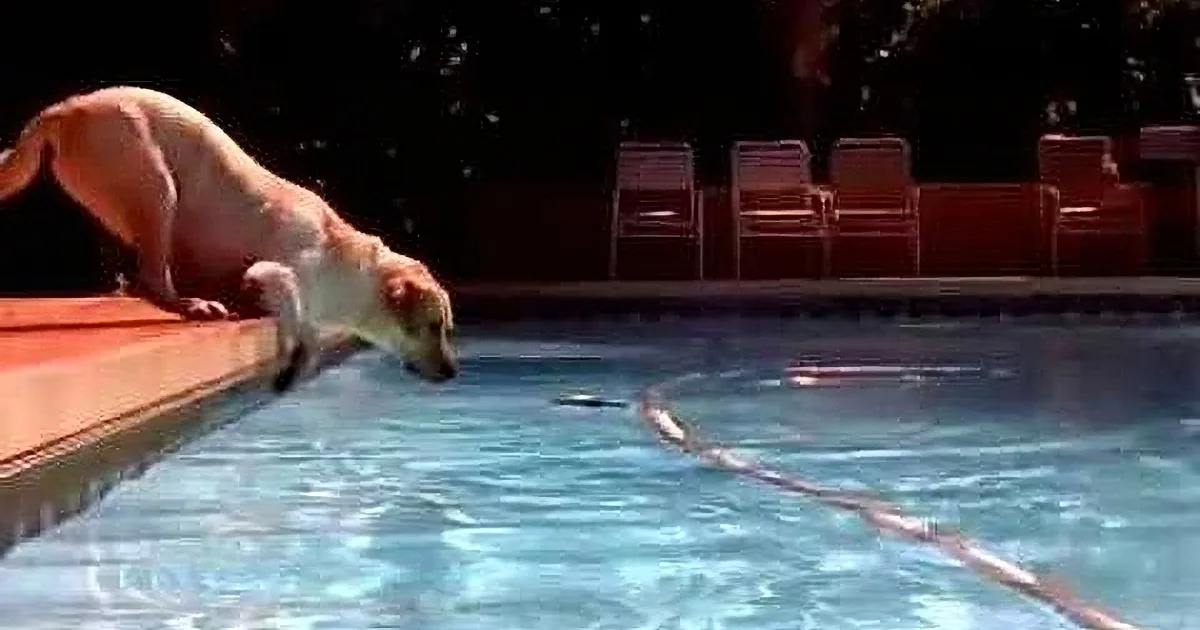 Summertime Seems to Be Hard on These Clumsy Pups! When You See Their ''Aquabatics,'' Too Good!