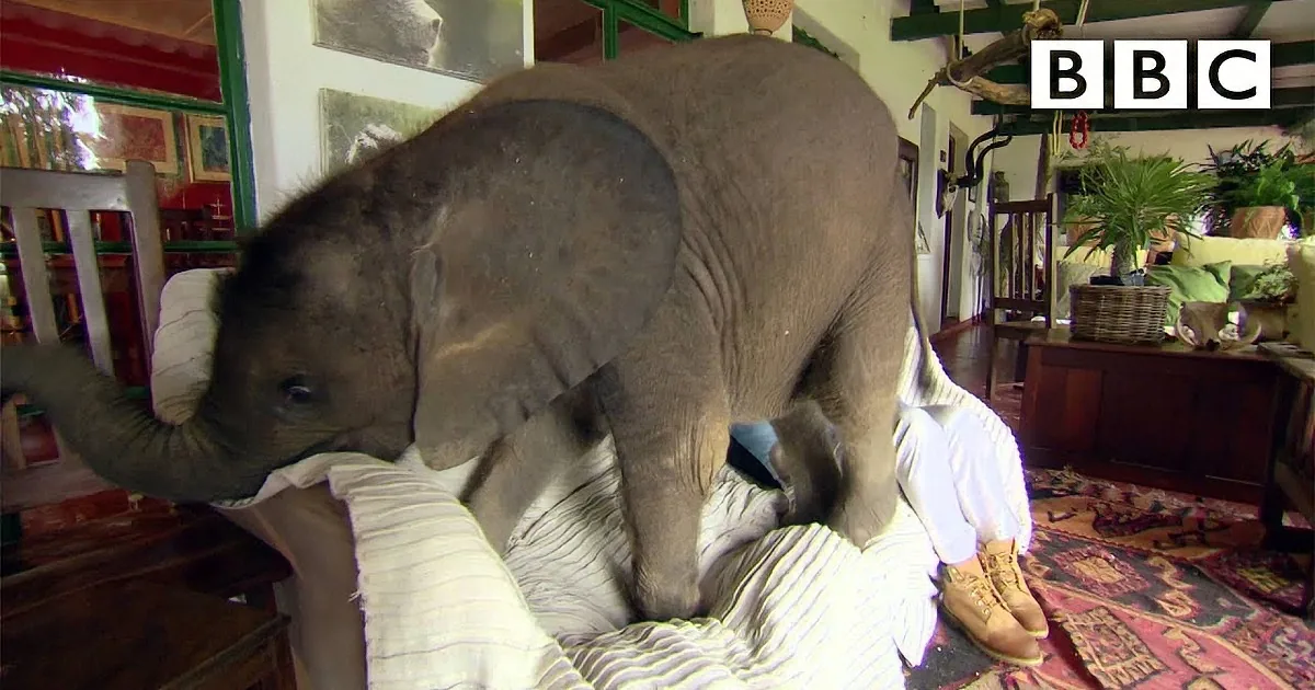 A baby elephant is playfully interacting with a person in a cozy indoor setting.