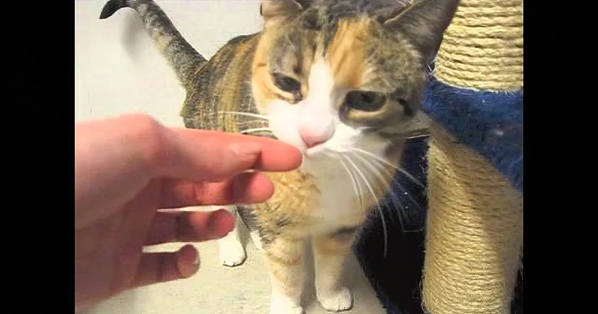 Cat Was Thought 'Lost Forever' After Burglary Returns One Year Later