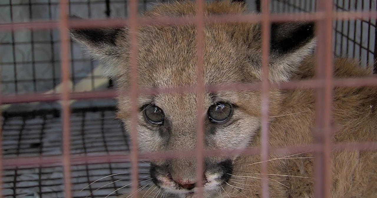 Orphaned Mountain Lion Cub Lost Her Mom and Was Struggling to Survive Makes Miraculous Recovery
