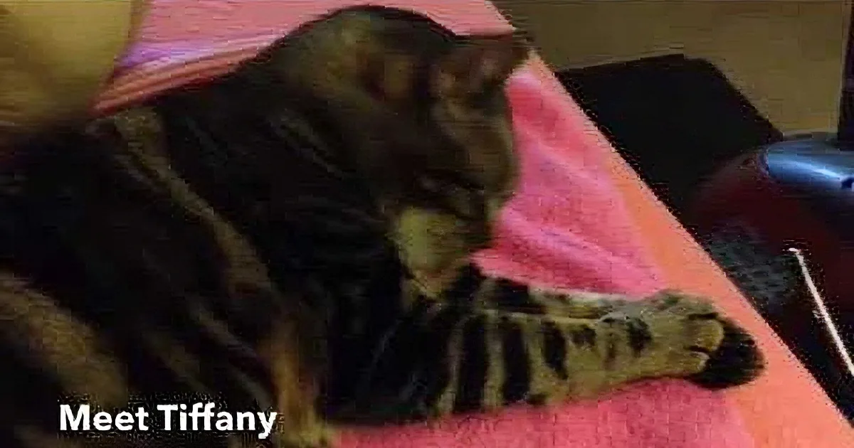 Abandoned Cat Gets Second Chance to Be Adopted. I Loved What She Did to Get Attention.