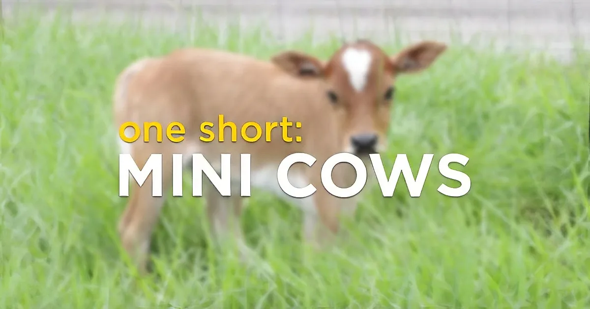 A small calf stands in a grassy field with text overlay saying "one short: MINI COWS."