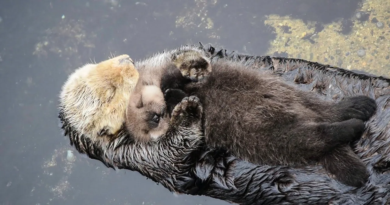 Baby Otter Sleeps on Floating Mom''s Tummy Is the Most Beautiful Thing You''ll See Today