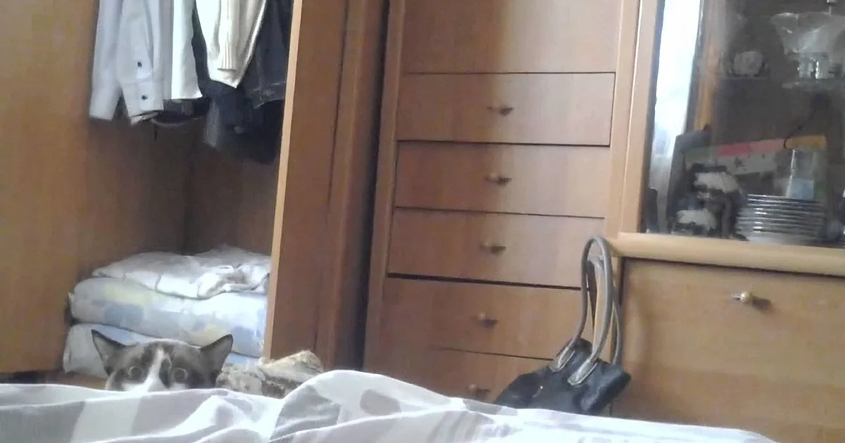 This Spy Little Cat Puts the Most Funny ''Kitty Face'' You Will Ever See!