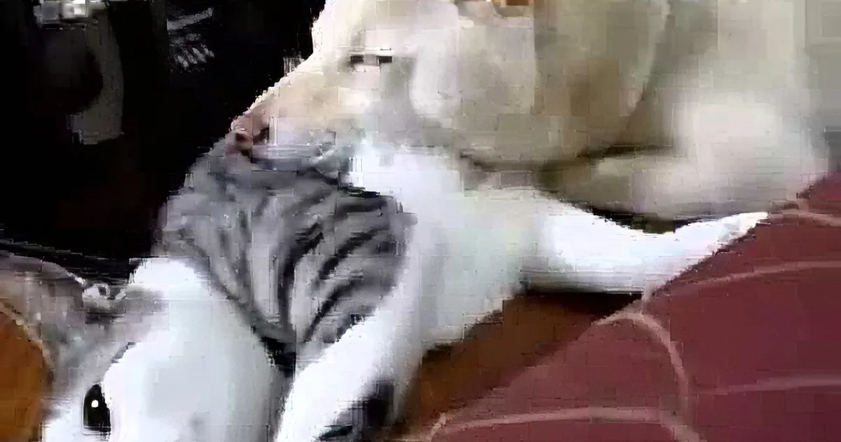 This Dozy Little Dog Seek for a Comfy Pillow and Place His Head on the Cat