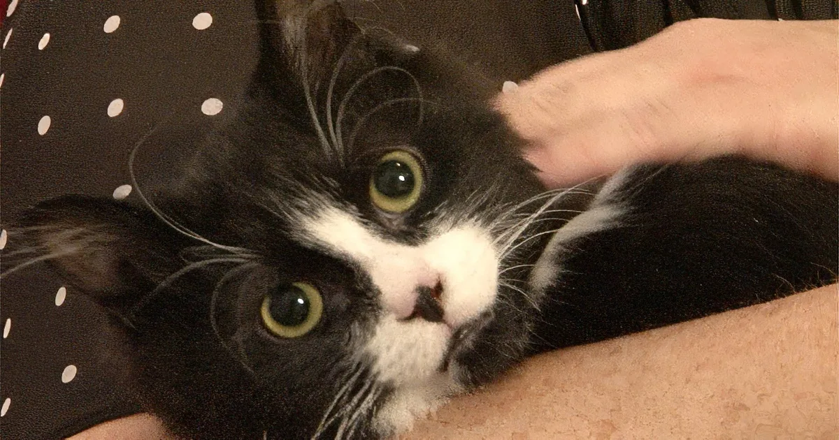 A black and white cat with striking yellow eyes is being petted, looking directly at the camera.