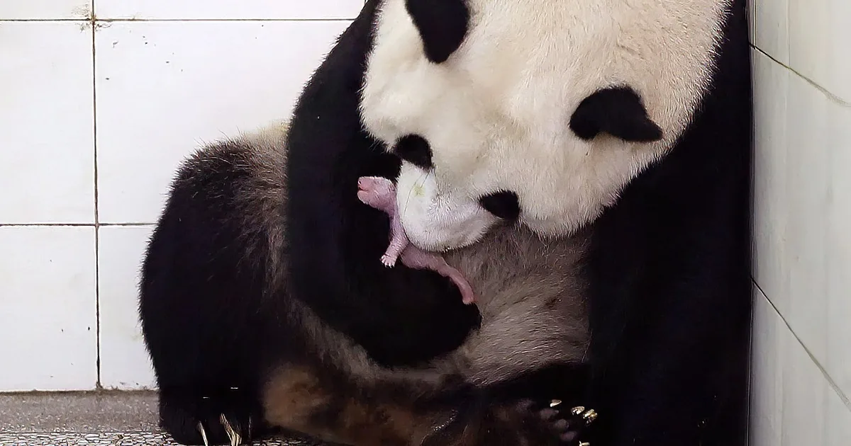 A panda bear is holding and nursing a small, pink baby panda.