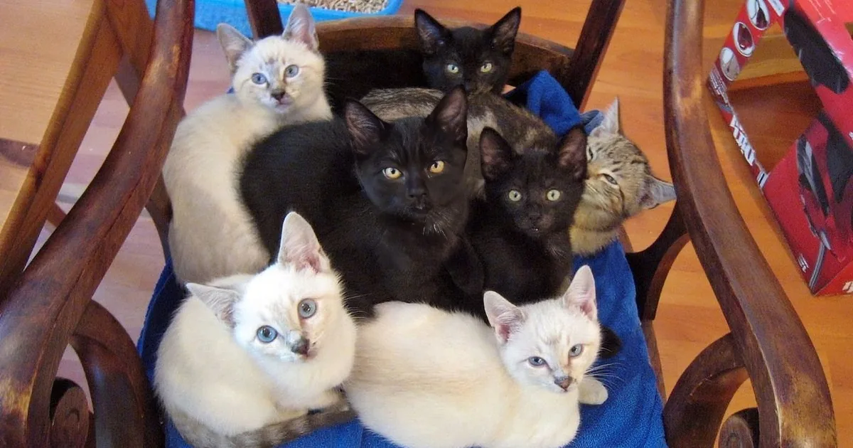 Seven Cats Were Lured by the Most Convincing Sound. the Reason Made My Heart Sing!