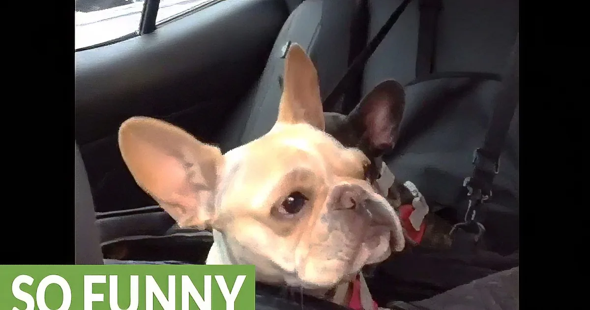 Bulldog Puppy Shows His Whiney Side. His Adorable Temper Tantrum Comes by Total Surprise!