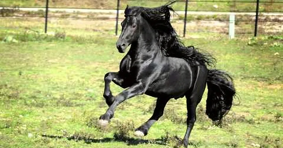Fredrick, the Friesian Stallion, Gives New Definition to Beauty and Grace