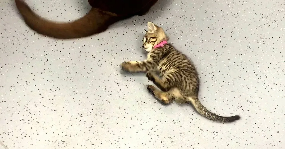 Kitten Sees Dog''s Tail in Kitchen. I Was Crying From Laughing at What Came Next.