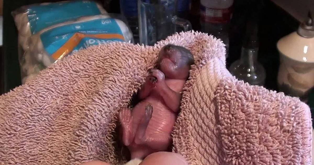 A tiny, newborn animal, possibly a hedgehog, is wrapped in a pink towel, held gently by someone's hands.