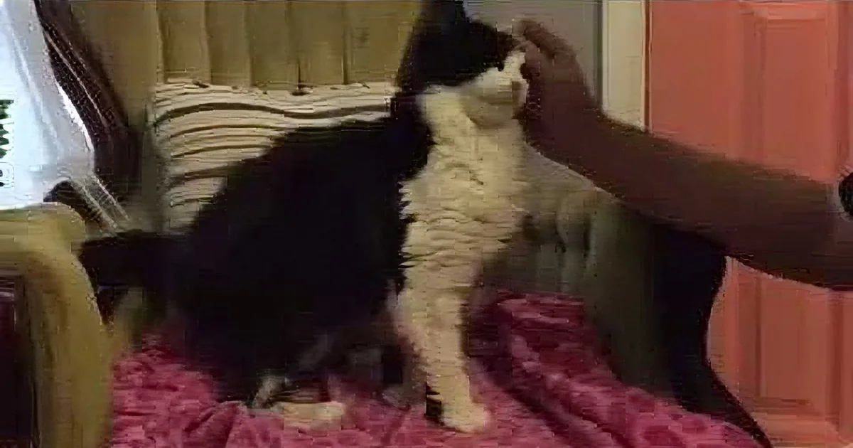 A black and white cat is being petted on a pink and white patterned couch.