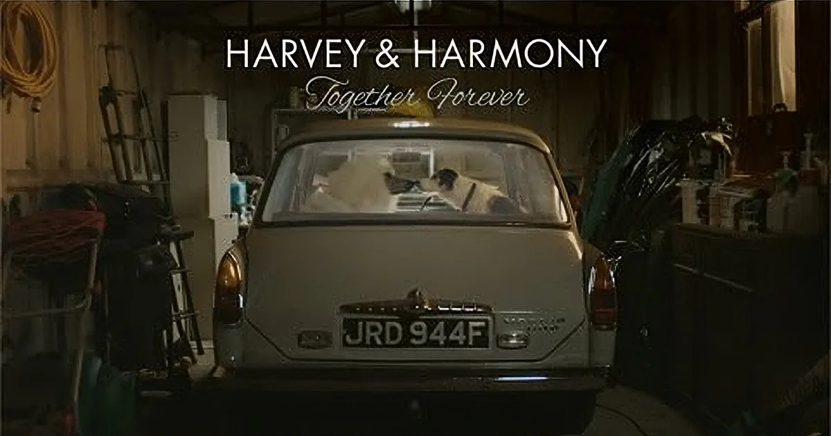 Harvey Isn''t Your Everyday, Normal Pooch. His Small, but Effective Secret Made Him a Star