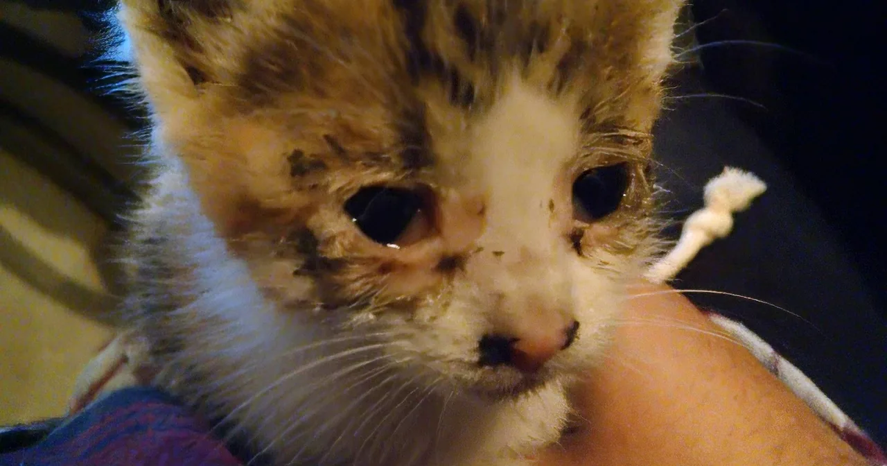 A close-up of a fluffy, dirty kitten being held by a person.