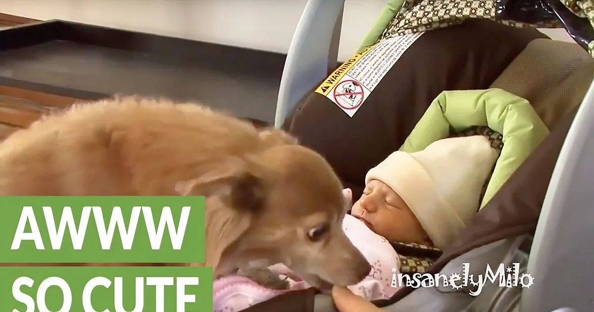 A golden retriever gently nuzzles a baby in a stroller, creating a heartwarming scene.