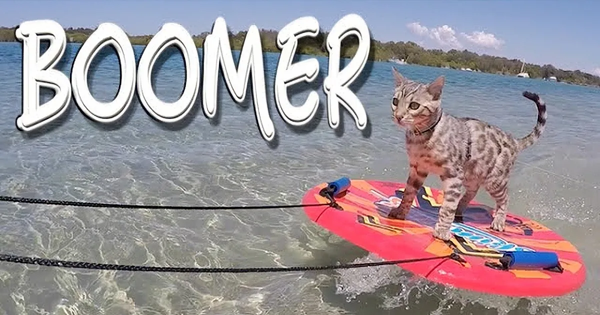 Darling Little Scamp Is Quite Fearless! Boomer''s Precious Sense of Adventure Is Pure Hilarity!