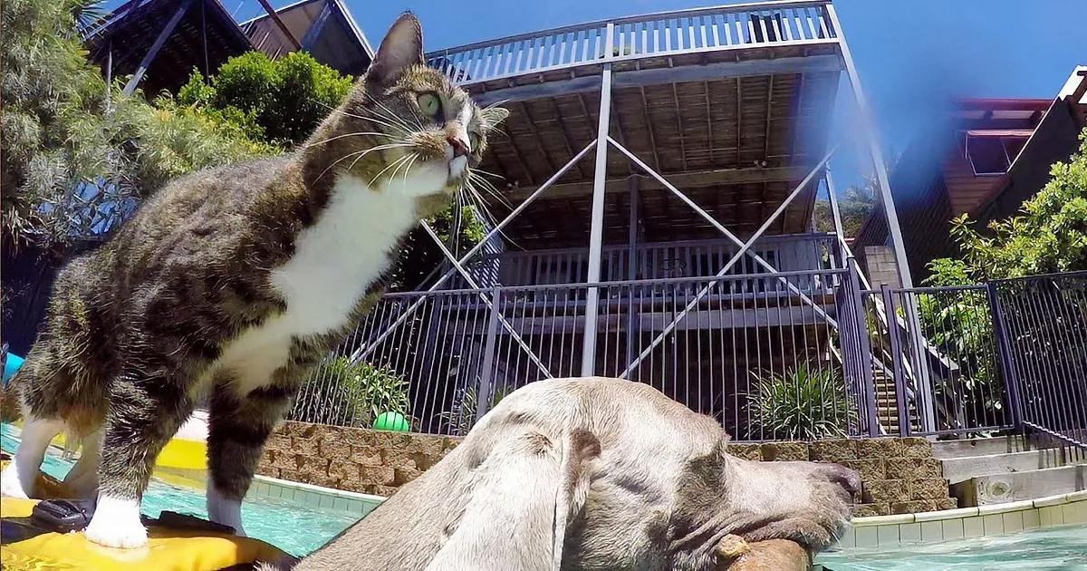 Precious Cat Has the Most Amazing Talent! Taking Walking on Water to a New Level of Precious.