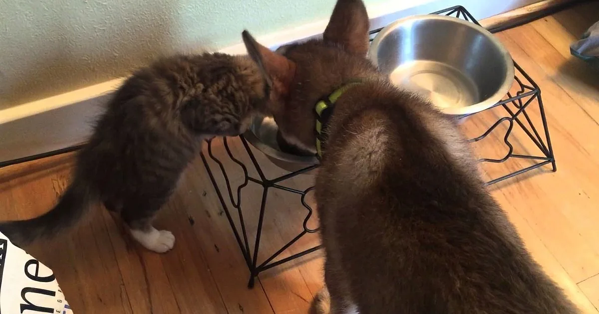 They Take Their Dog to the Shelter... to Pick out a Kitten! Look Who He Finds! Awww.