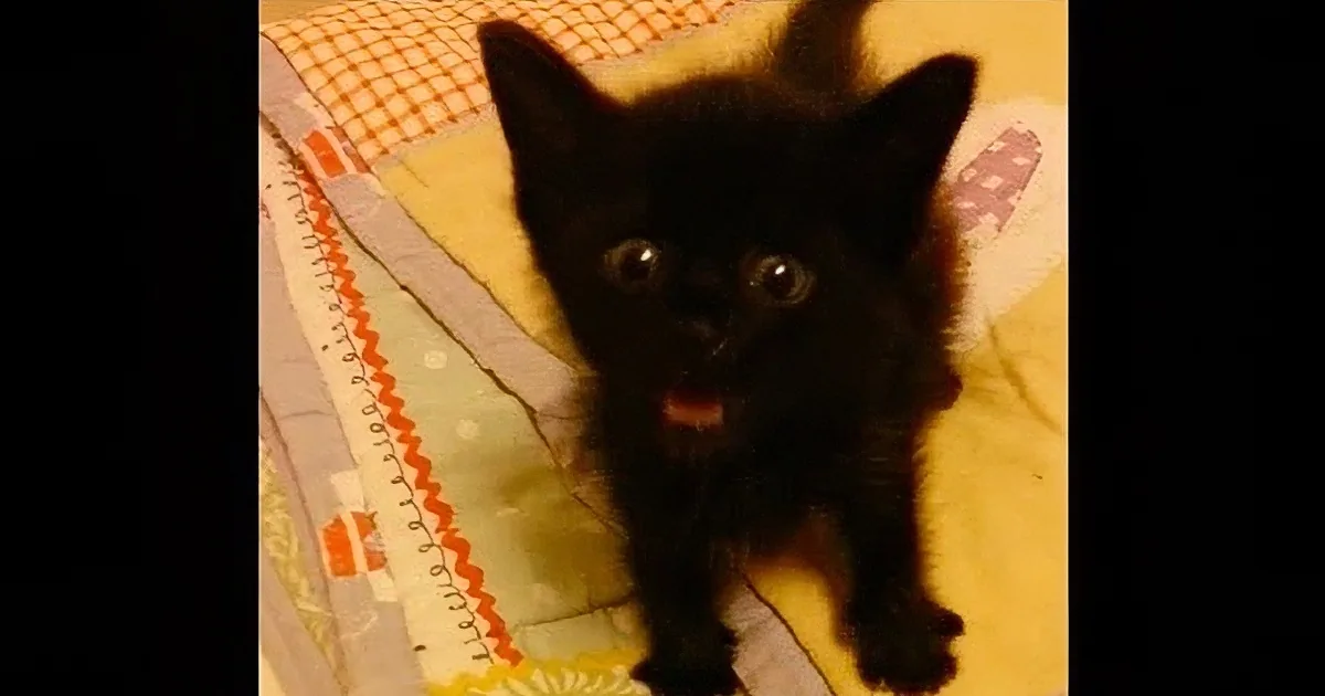 Black Kitten Found on Roadside by Good Samaritan. I Loved How He Showed Gratitude.