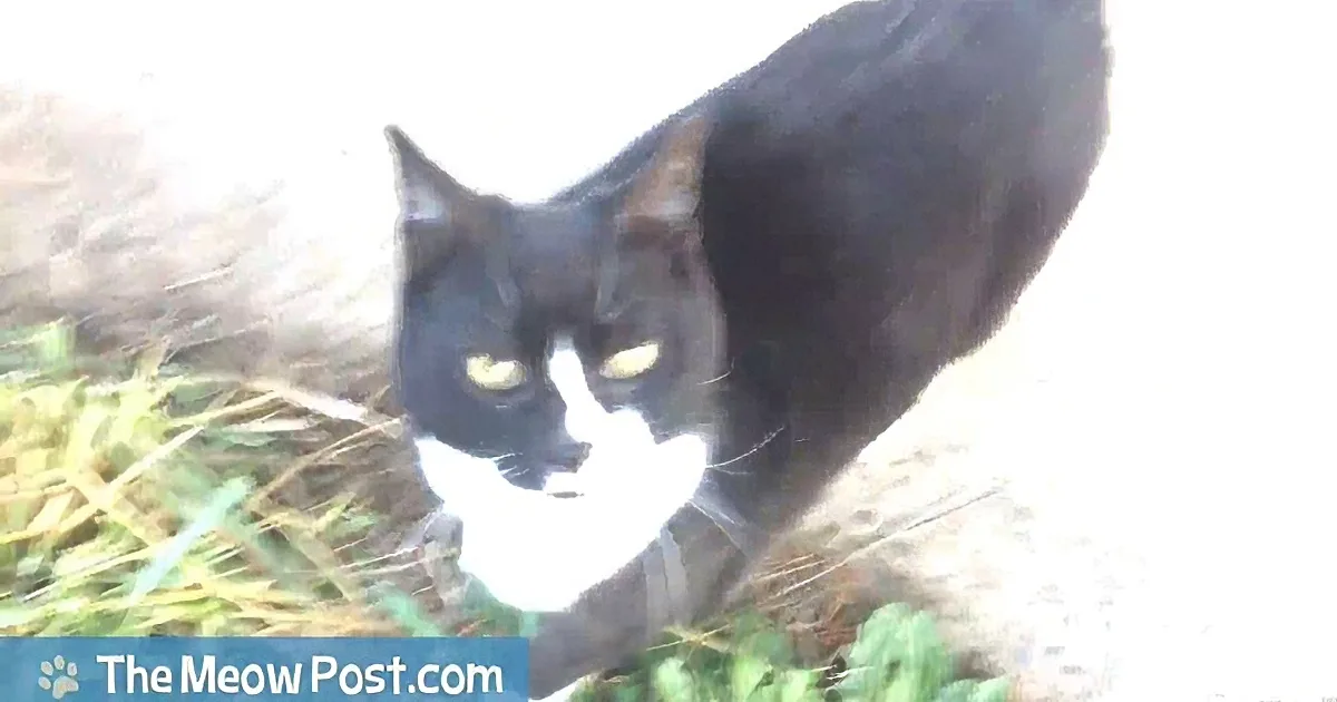 A black and white cat with striking yellow eyes is crouched in grass, looking intently forward.