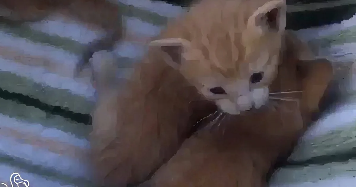 Three Abandoned Kittens Found in a Park... Thanks to Pokemon Go!