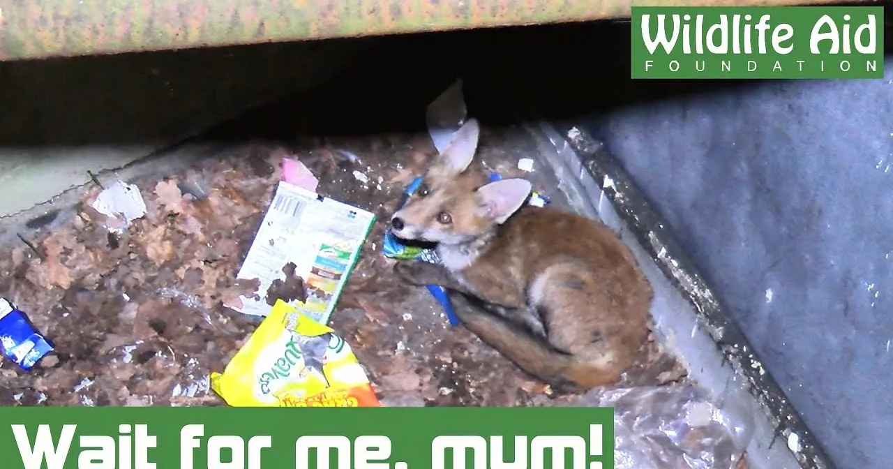 Baby Fox Gets Stuck in Hole Near Hospital. the Ensuing Rescue Operation Is so Cool.