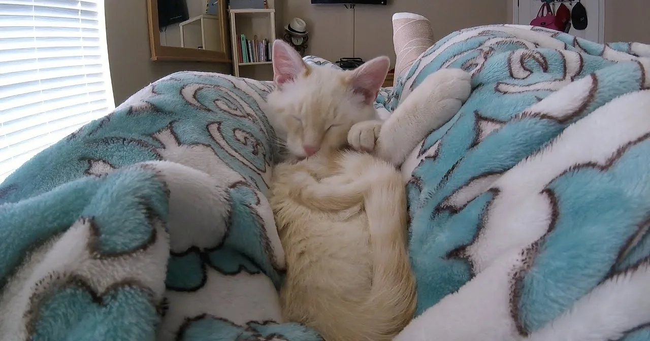 A white cat is curled up on a blue floral blanket, appearing to be asleep.