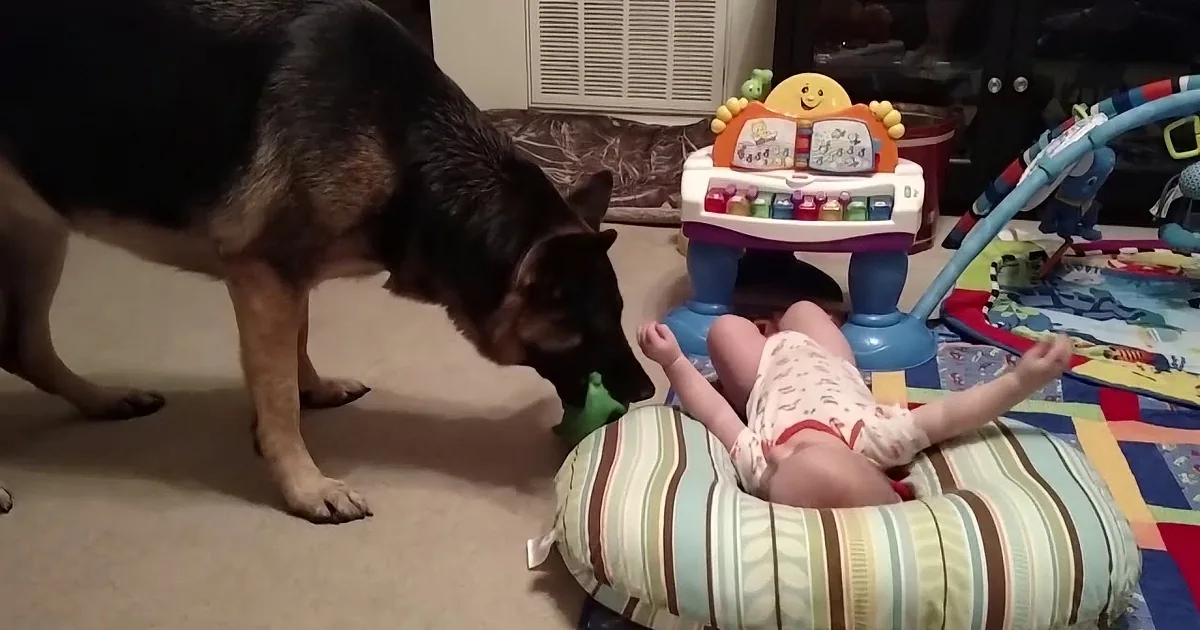 German Shepherd Is Playing With Baby''s Toy. I Loved the Baby''s Reaction to All This.