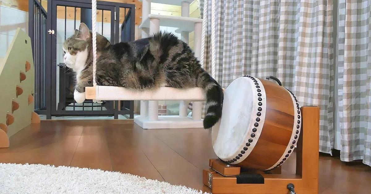 Cat Sits on Swing With Drum Near His Tail. I Was Impressed by What He Played Next.