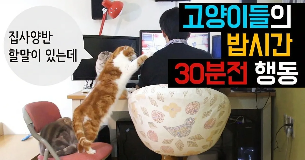 A cat climbs onto a chair behind a person working on a computer, with another cat sitting on a chair nearby.