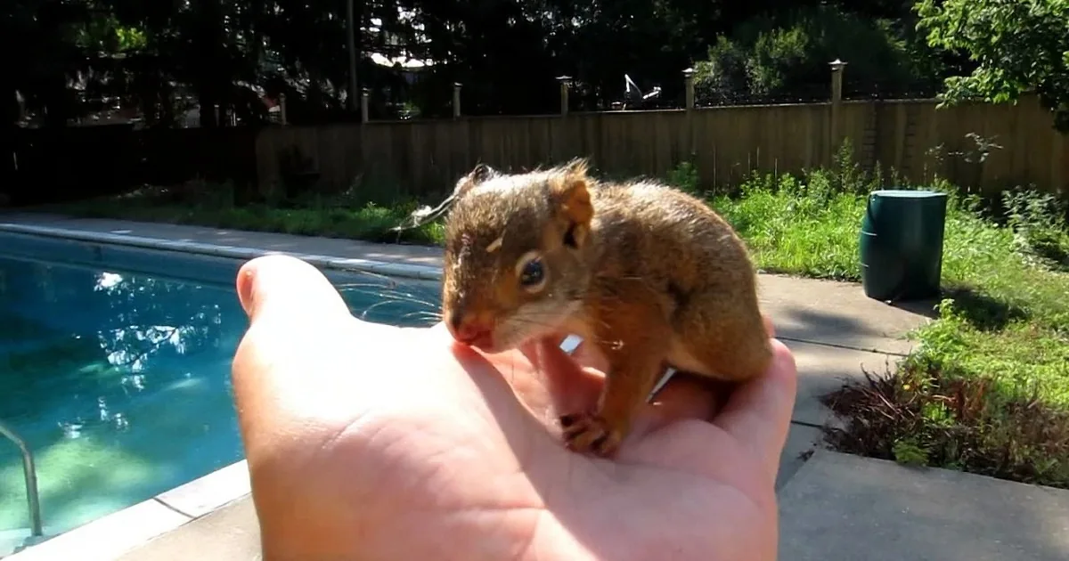 A squirrel is perched on a person's hand near a pool, with a wooden fence and greenery in the background.