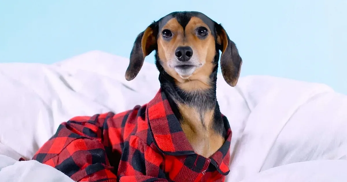 A dog wearing a red and black plaid shirt sits on a white bed, looking directly at the camera.