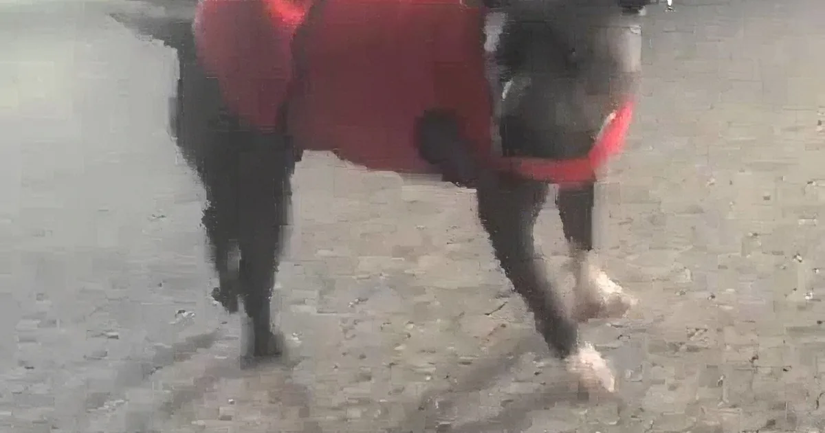 Four-Year-Old Girl Does Cartwheels in Her House. I Laughed at What the Dog Did Next.